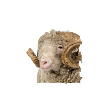 Merino vlna